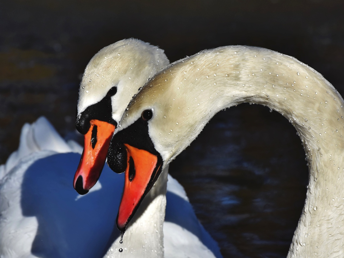 Два белых лебедя искупались в воде