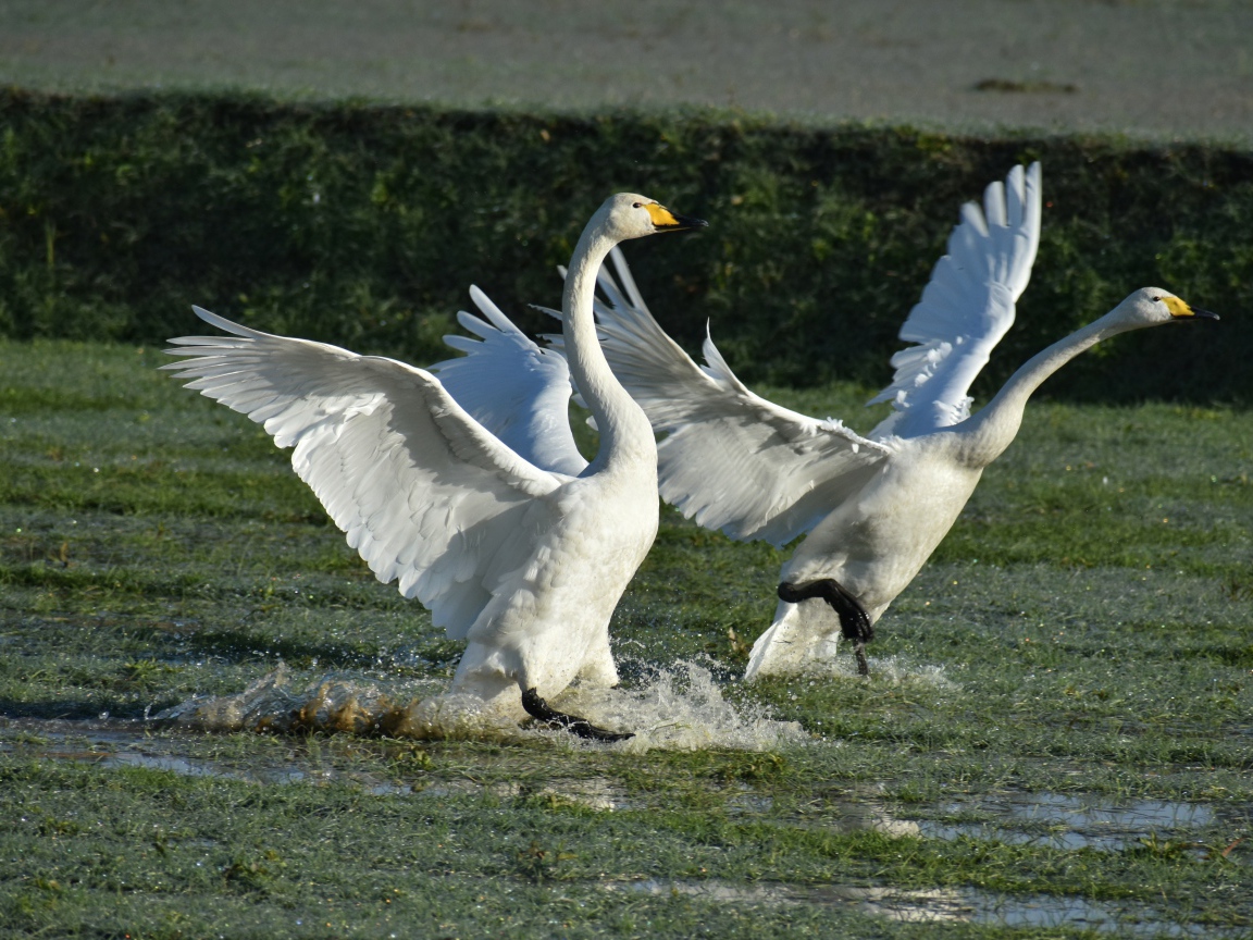 Два белых лебедя взлетают с воды
