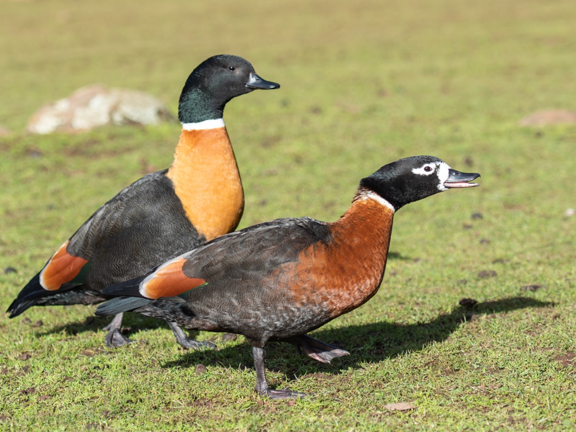 Две дикие утки на зеленой траве