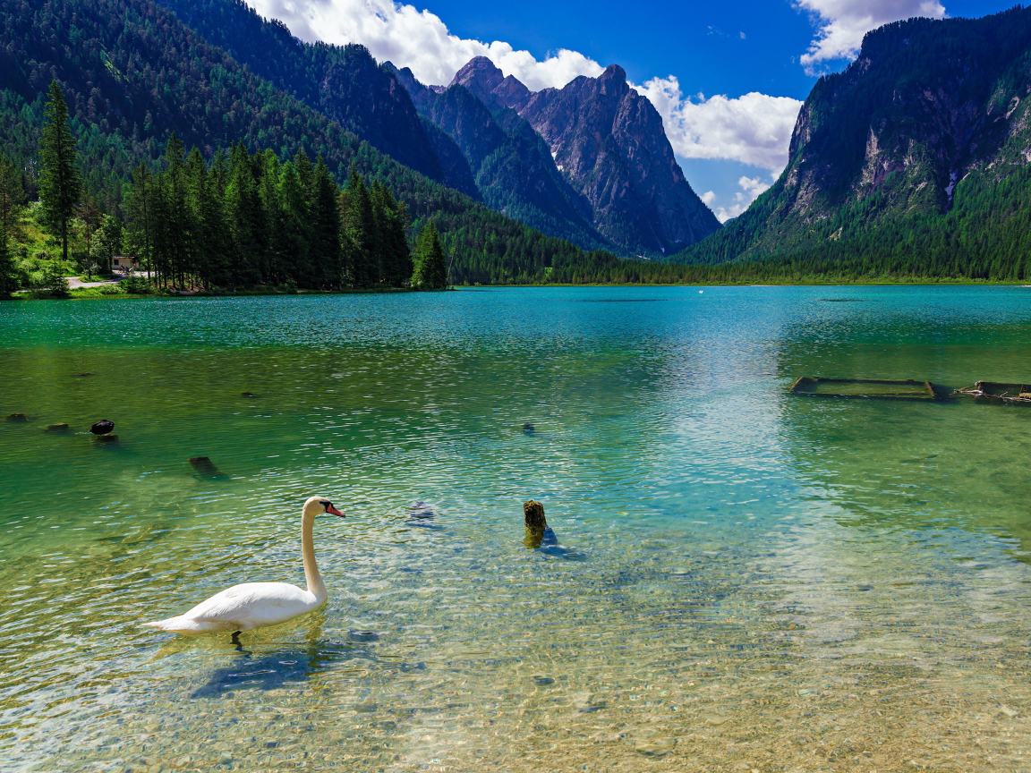 Белый лебедь плавает в горном озере