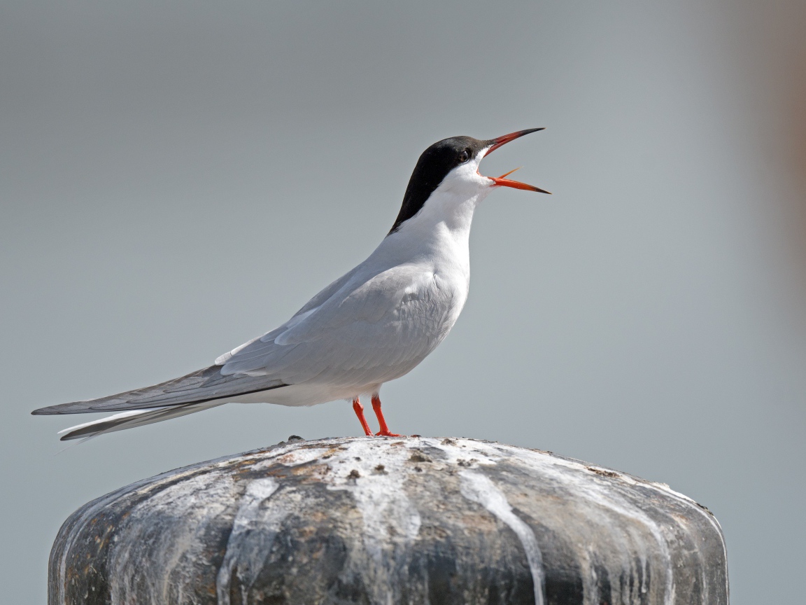 Белая крачка с открытым клювом на камне