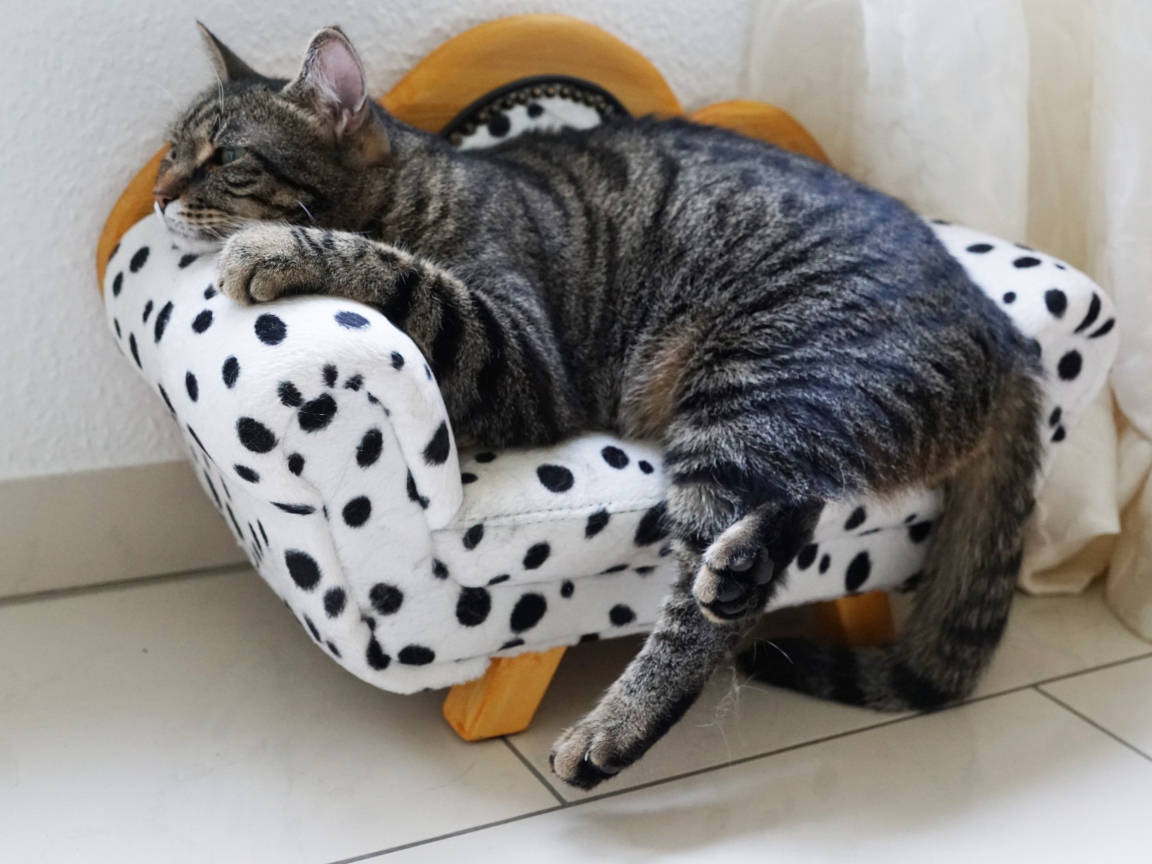 Серый домашний кот спит на кресле 