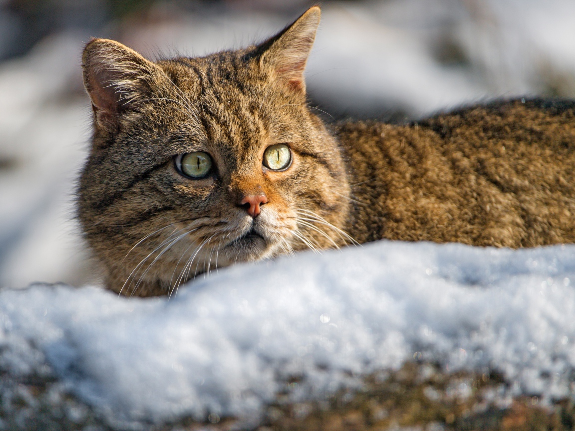 Испуганный кот лежит на снегу