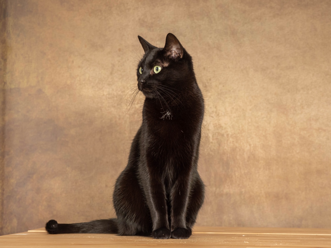 Красивый черный кот на фоне коричневой стены 