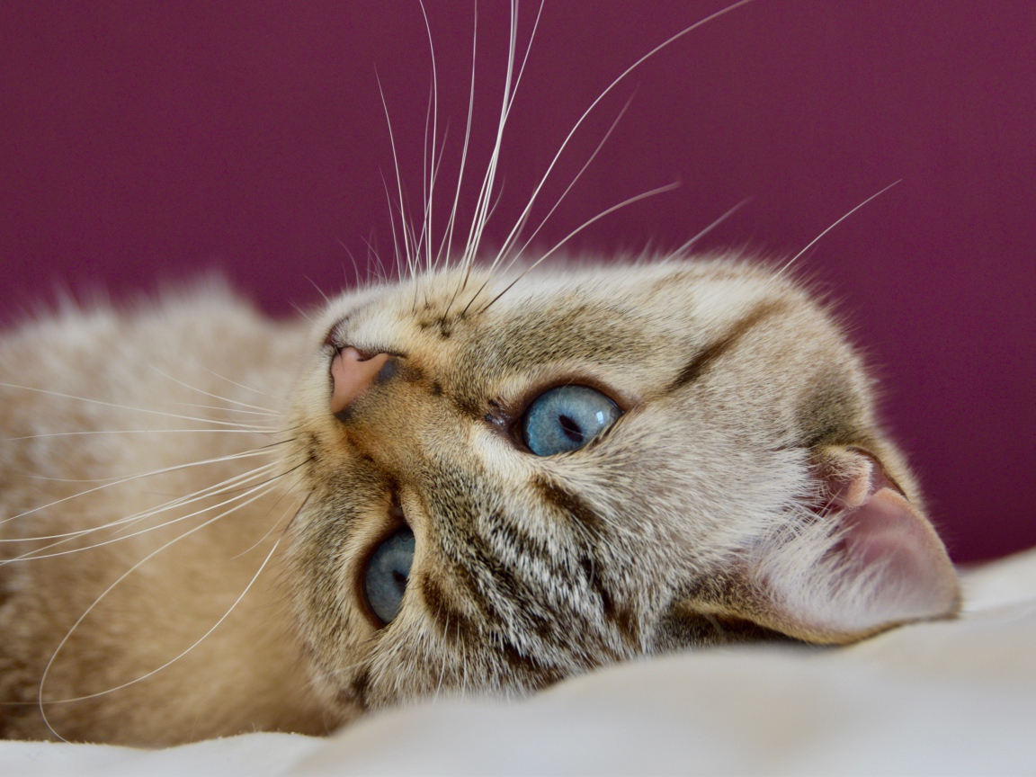 Красивая голубоглазая кошка лежит на кровати