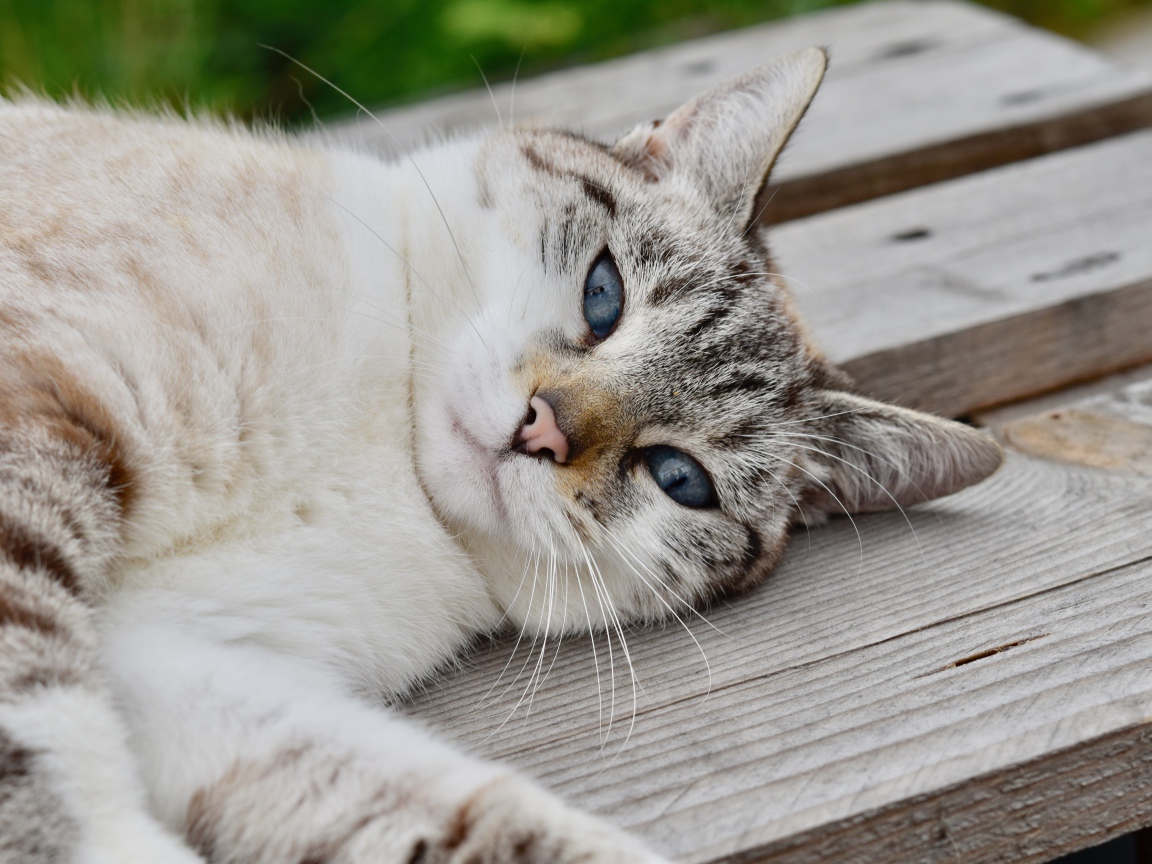 Красивая голубоглазая породистая кошка лежит на лавке 