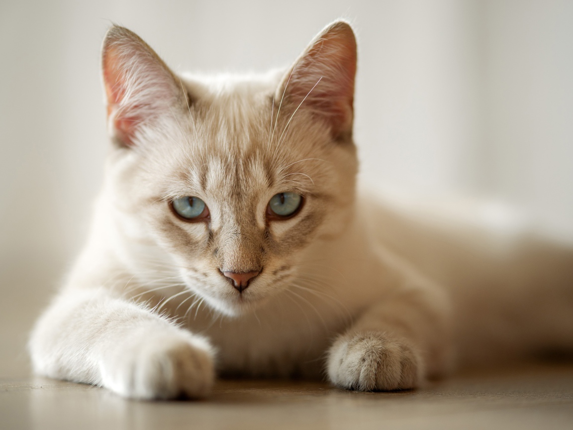 Красивая голубоглазая породистая домашняя кошка лежит на полу