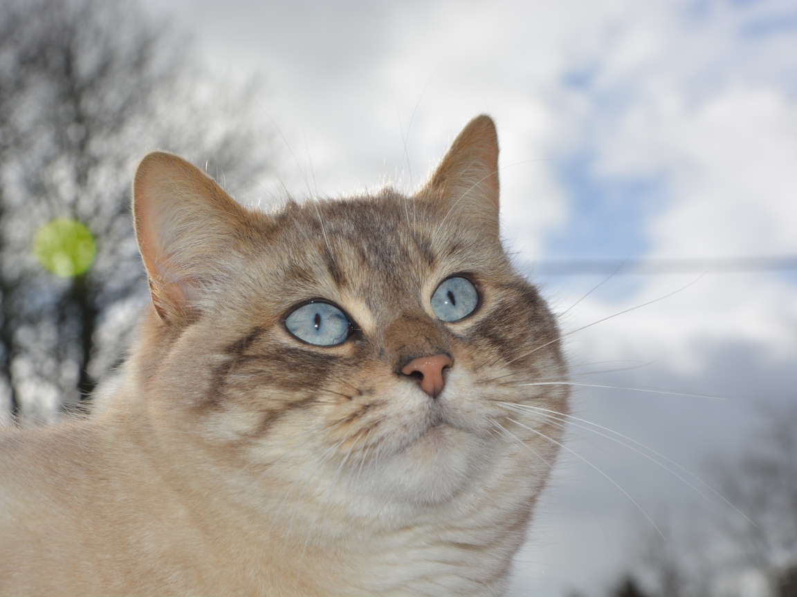 Красивые голубые глаза у кошки