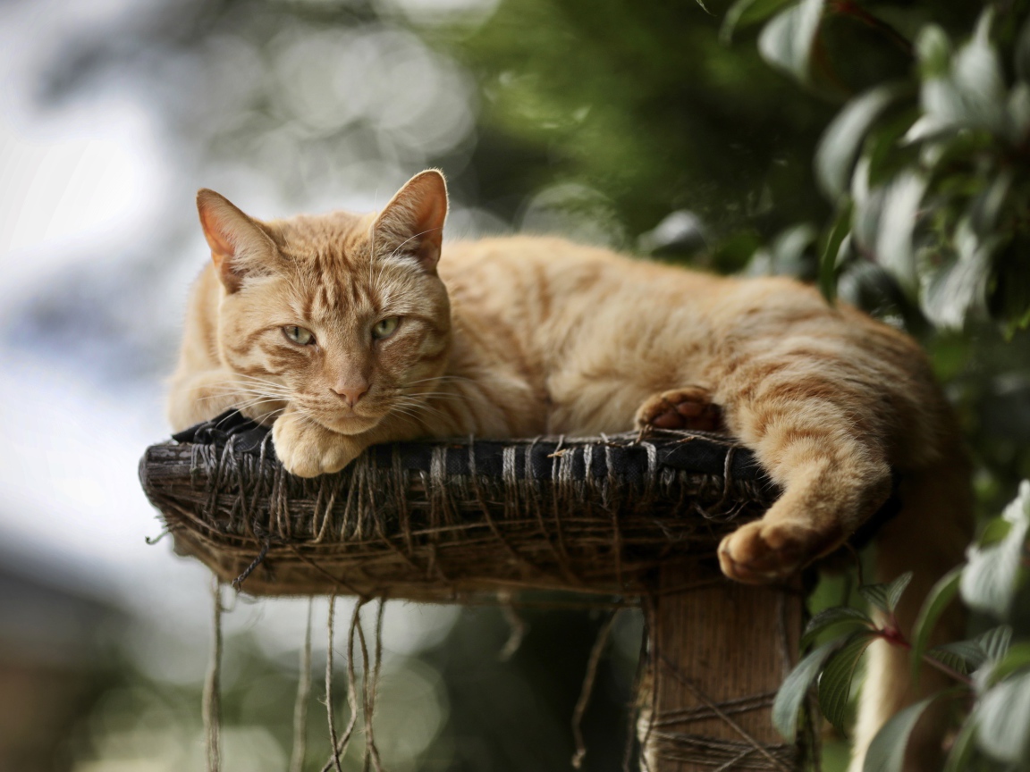 Красивый рыжий кот на лежанке 