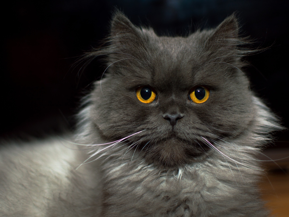 Большой пушистый породистый кот с желтыми глазами 