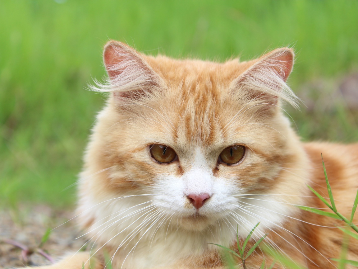 Рыжий чистый кот лежит на траве