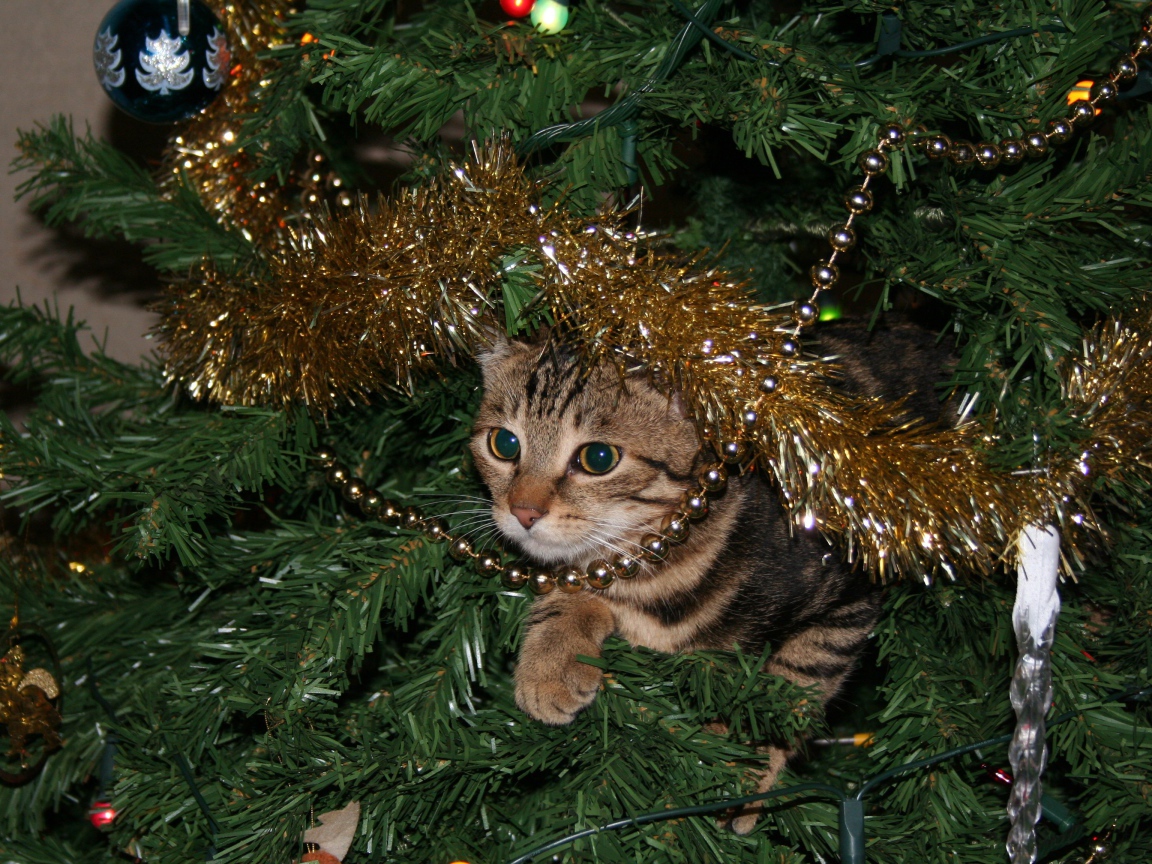 Серый кот прячется в еловых ветках на новый год 
