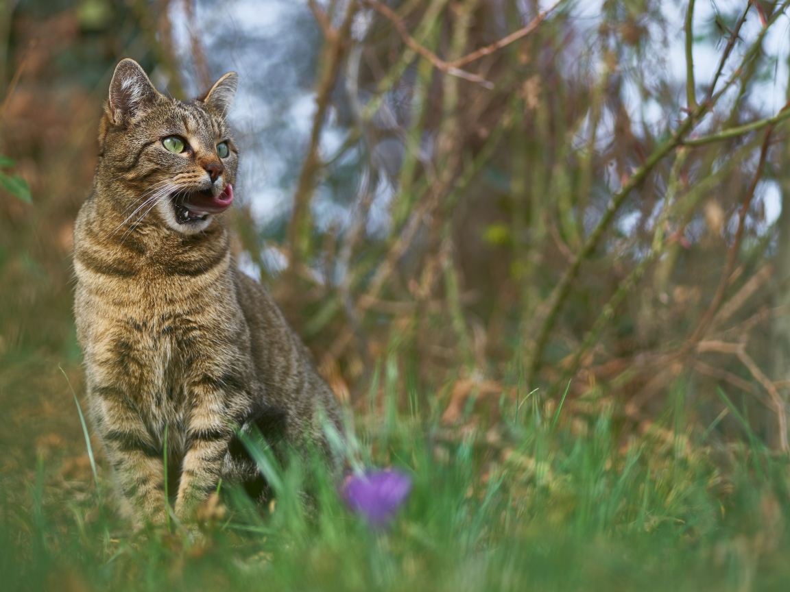 Серый кот сидит в зеленой траве 