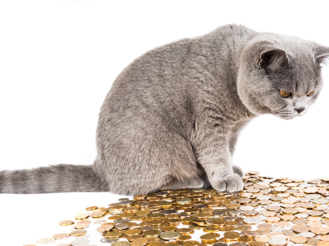 Серый кот с монетами на белом фоне