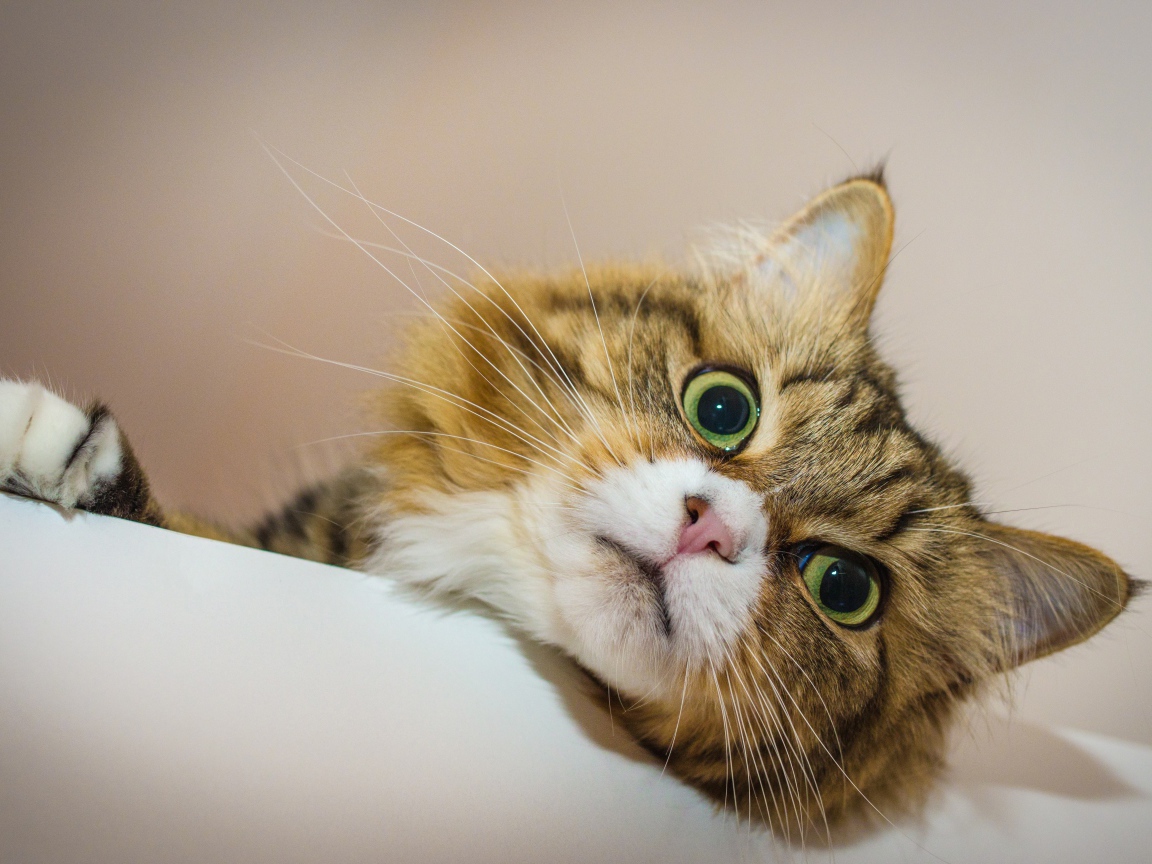 Зеленоглазый пушистый кот лежит на кровати