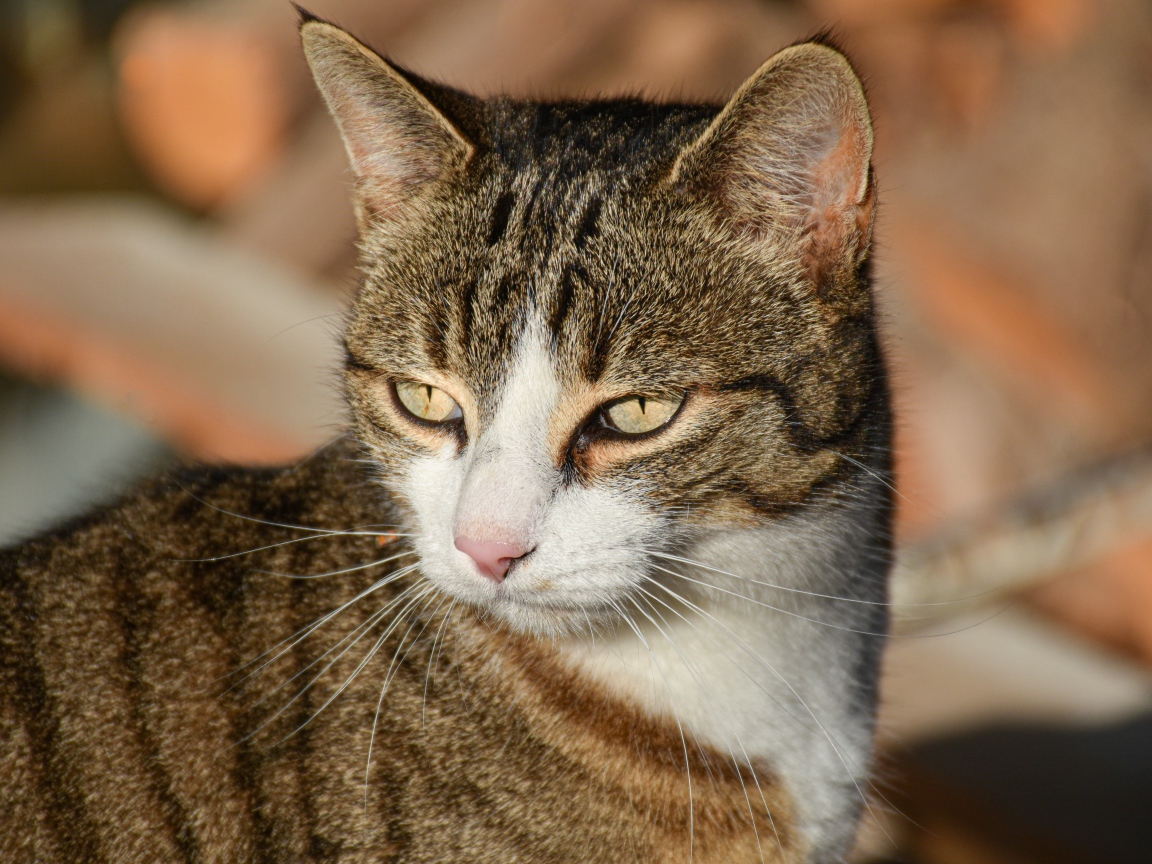 Голова серого кота с розовым носом