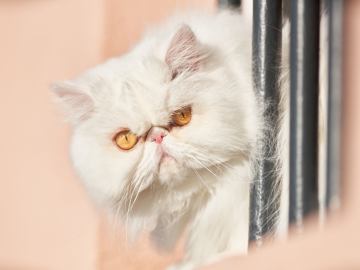 Морда белого персидского кота крупным планом 