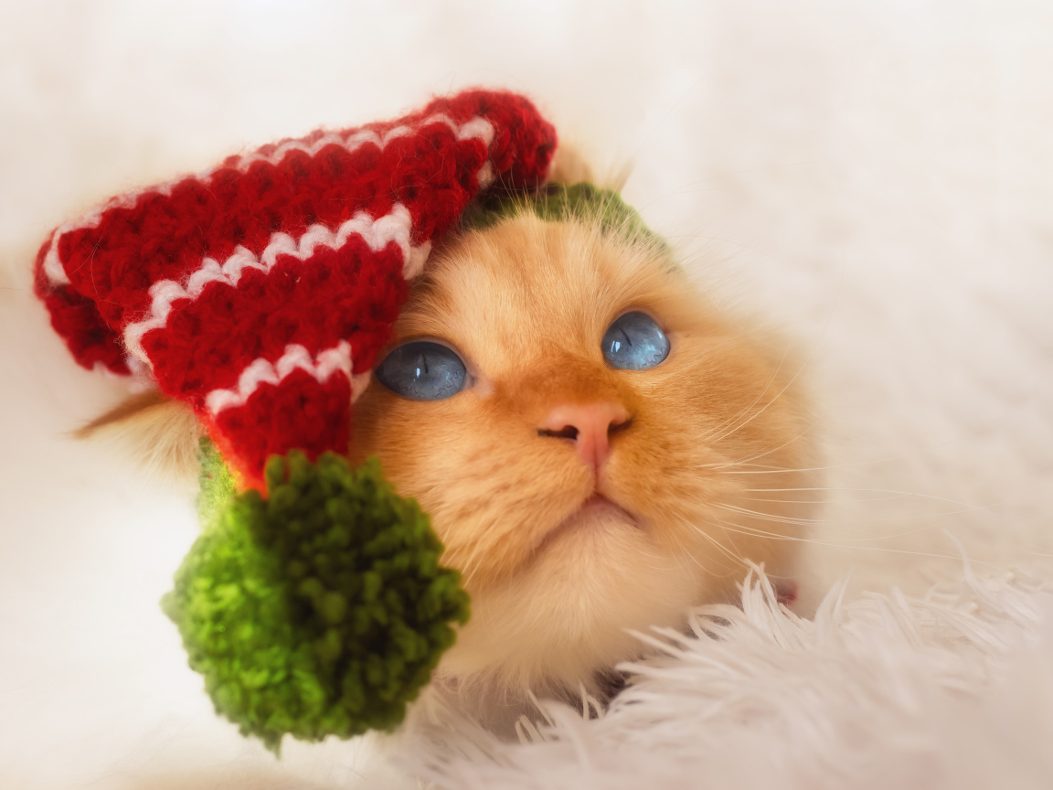 Рыжий кот в смешном колпаке