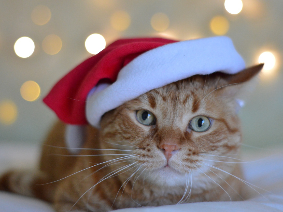 Рыжий кот в красной шапке Санта Клауса 