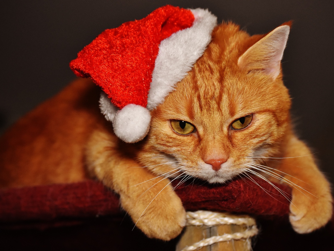 Грустный рыжий кот в новогодней шапке