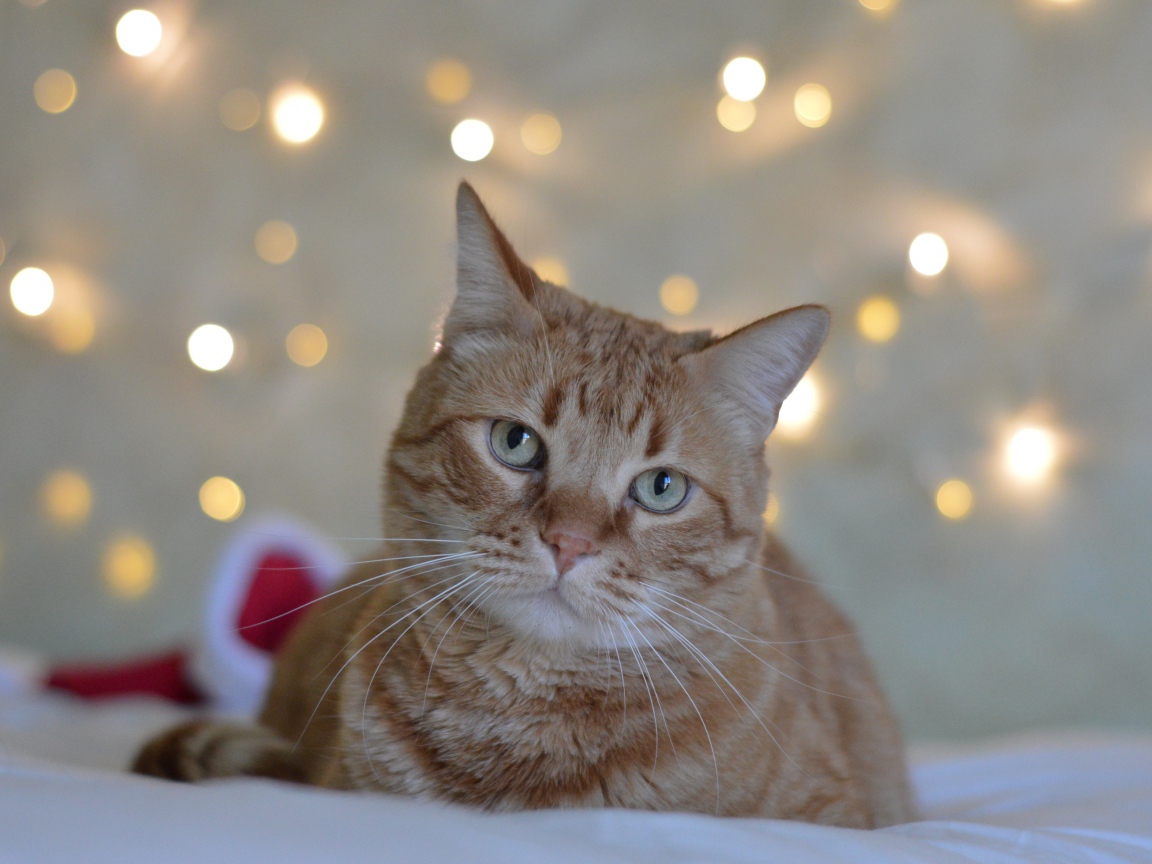 Грустный рыжий кот на фоне стены 