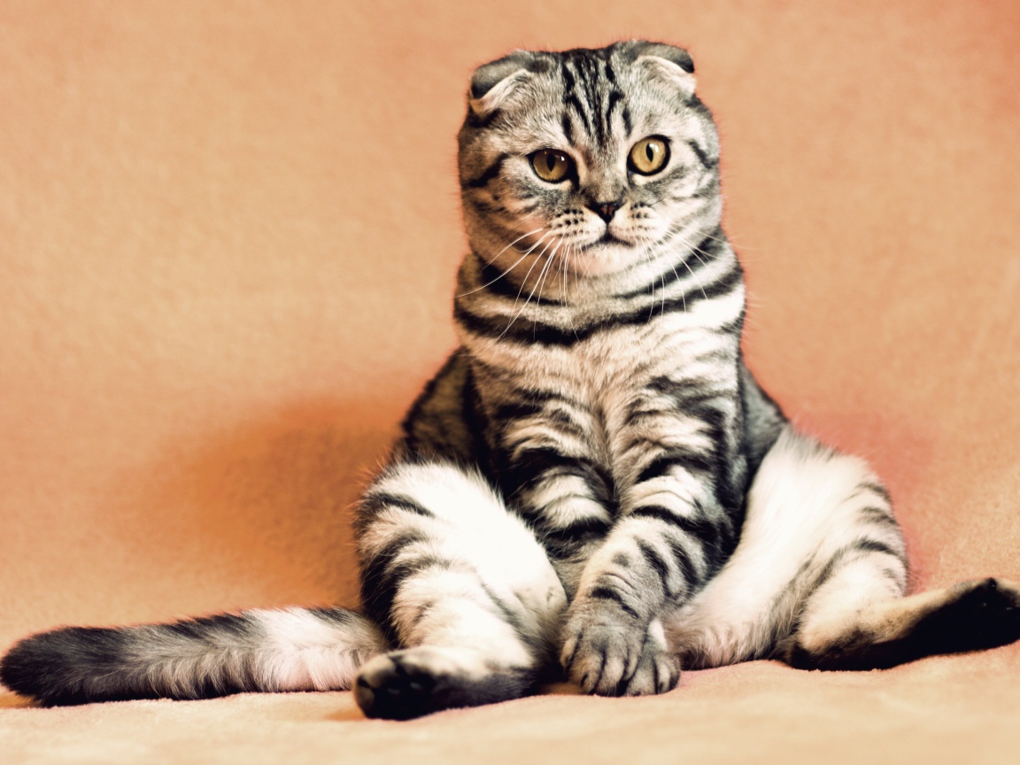 Шотландский вислоухий кот на коричневом фоне