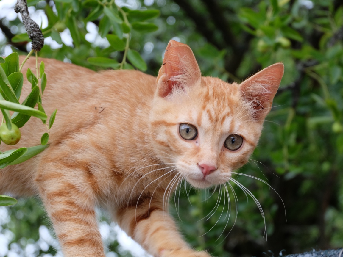Маленький красивый рыжий котенок в ветках 