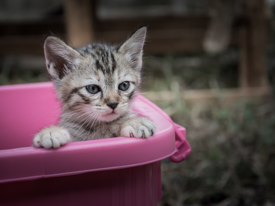 Маленький серый котенок сидит в розовом тазике
