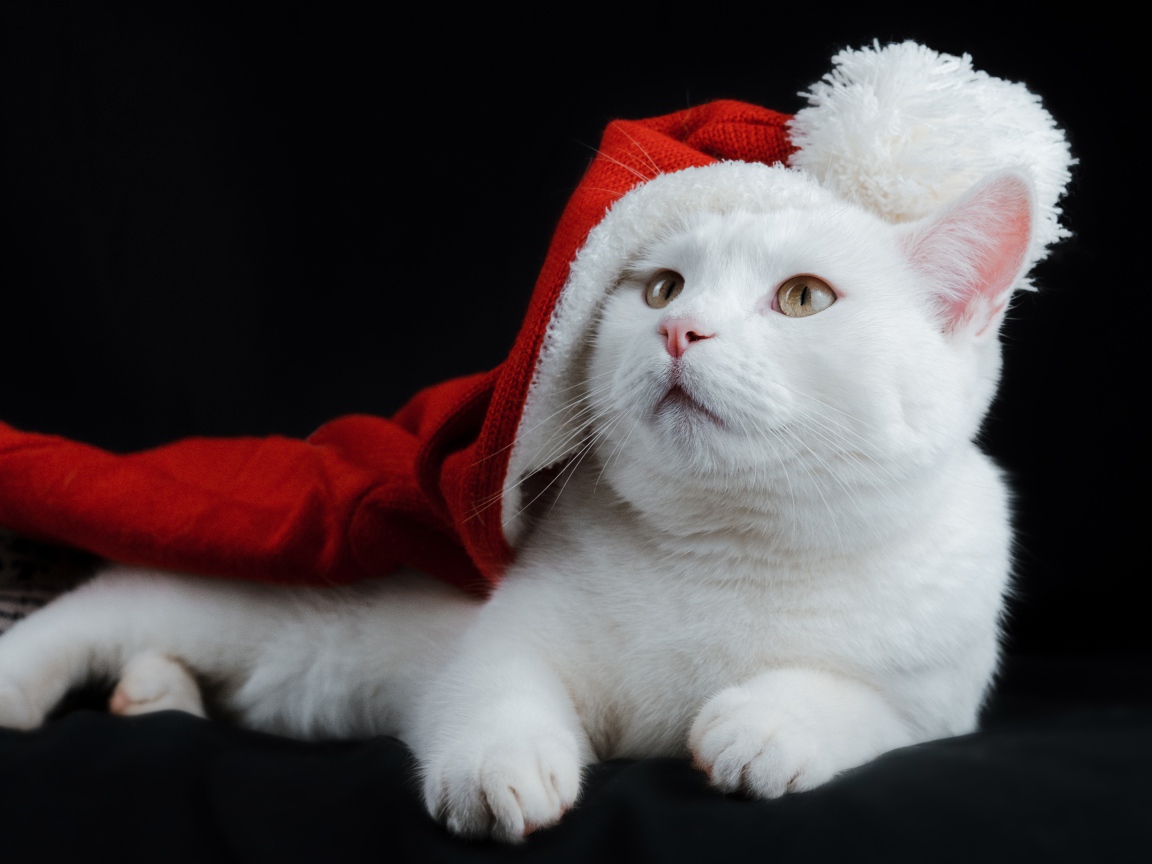 Белый кот в красном колпаке на черном фоне