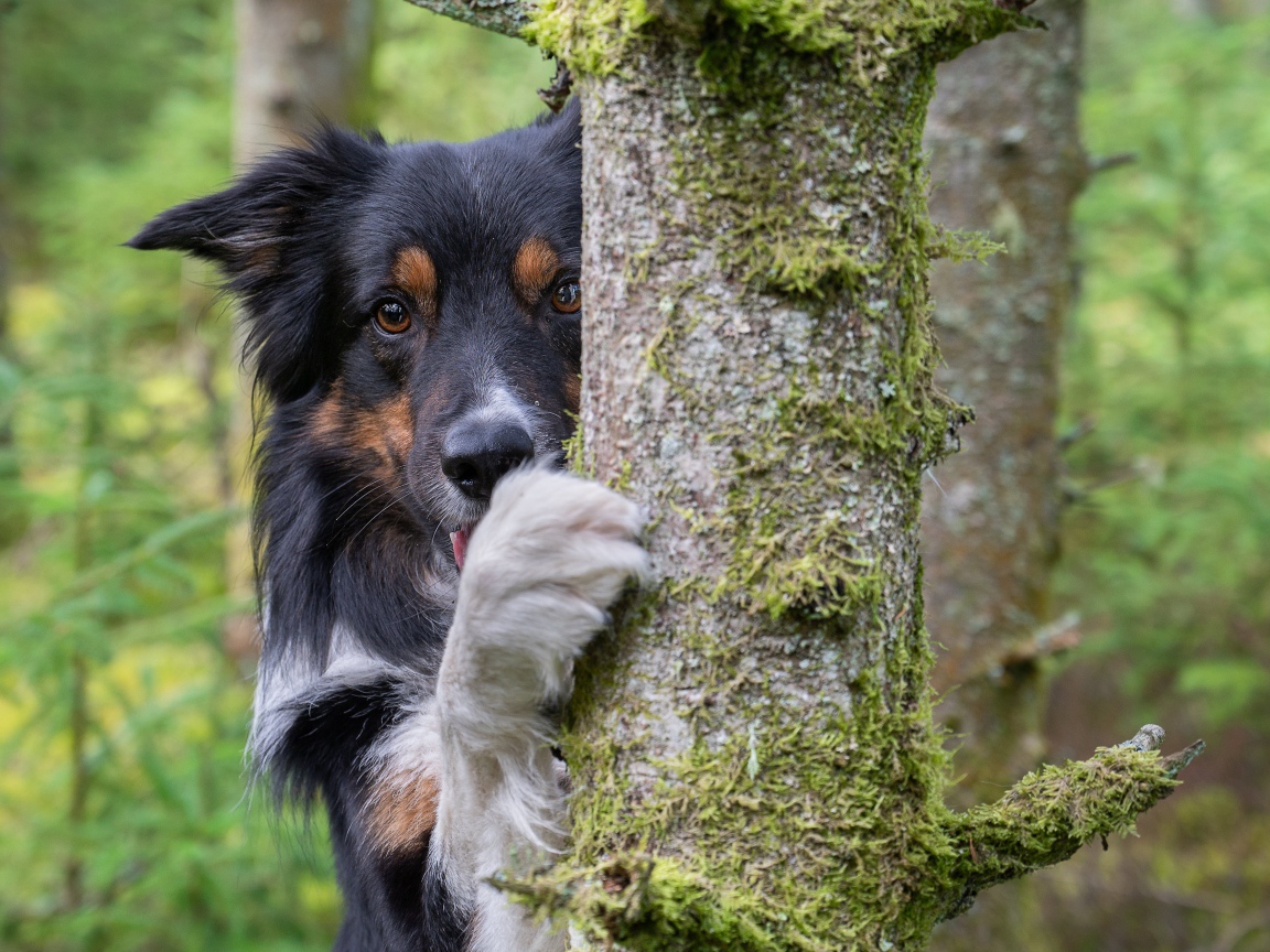 Собака породы  Бордер-Колли стоит у покрытого мхом дерева