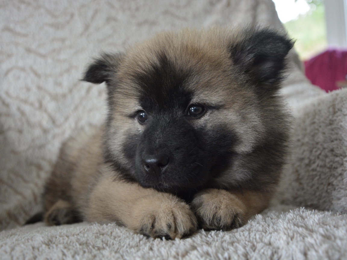 Щенок акита ину лежит на кресле 