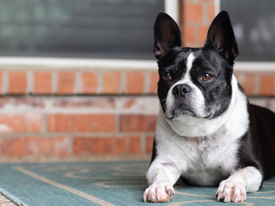 Большой французский бульдог лежит у дома 
