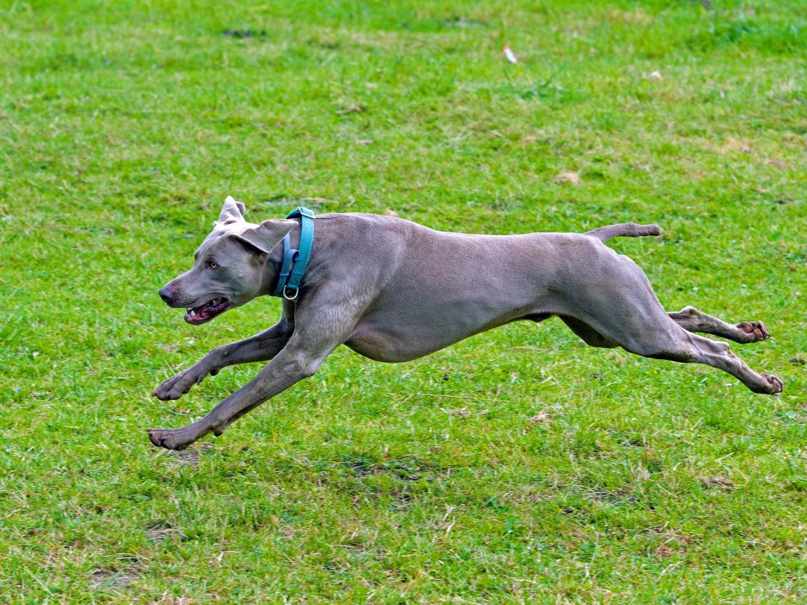 Большой серый Веймаранер бежит по зеленой траве 