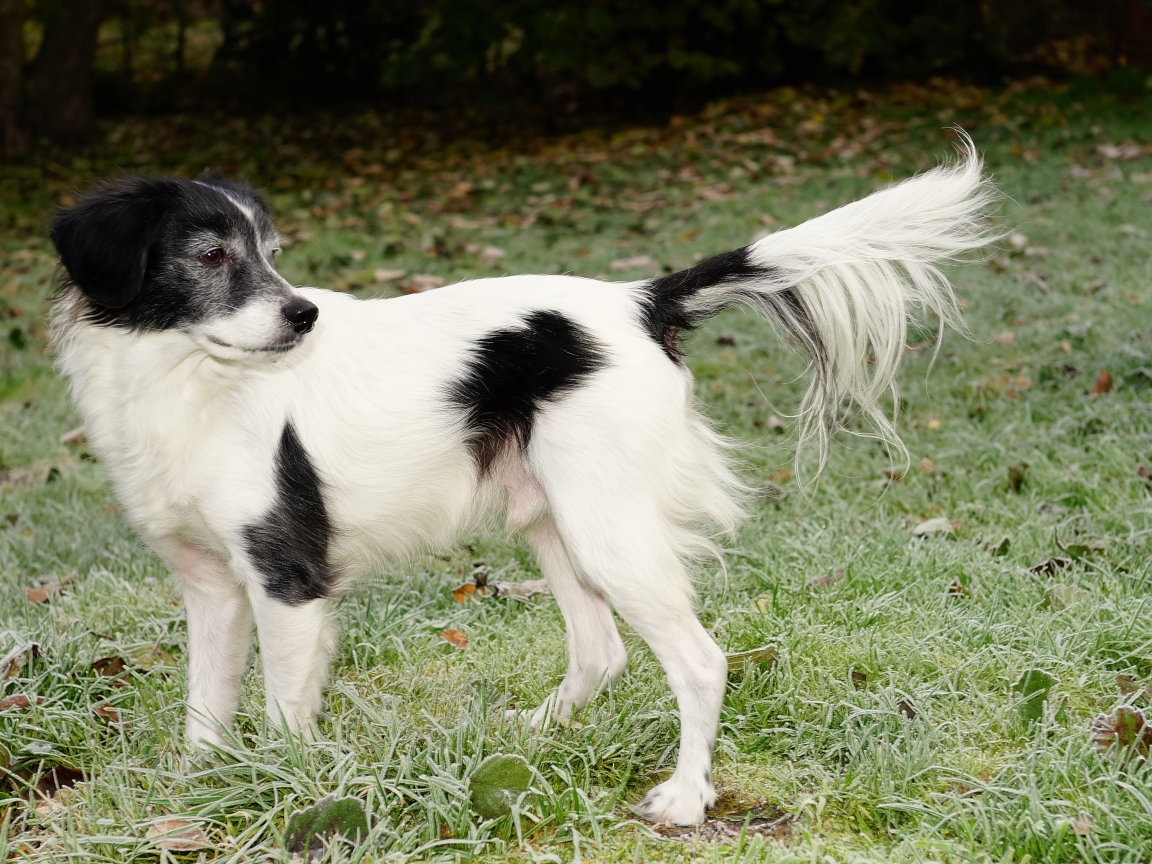 Большой бело-черный пес на зеленой траве 