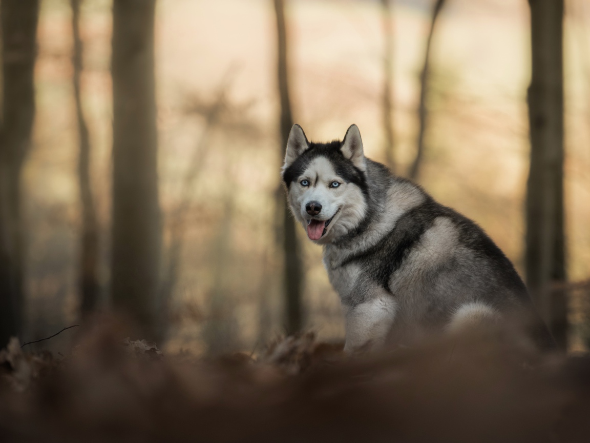 Голубоглазая хаски с высунутым языком в лесу
