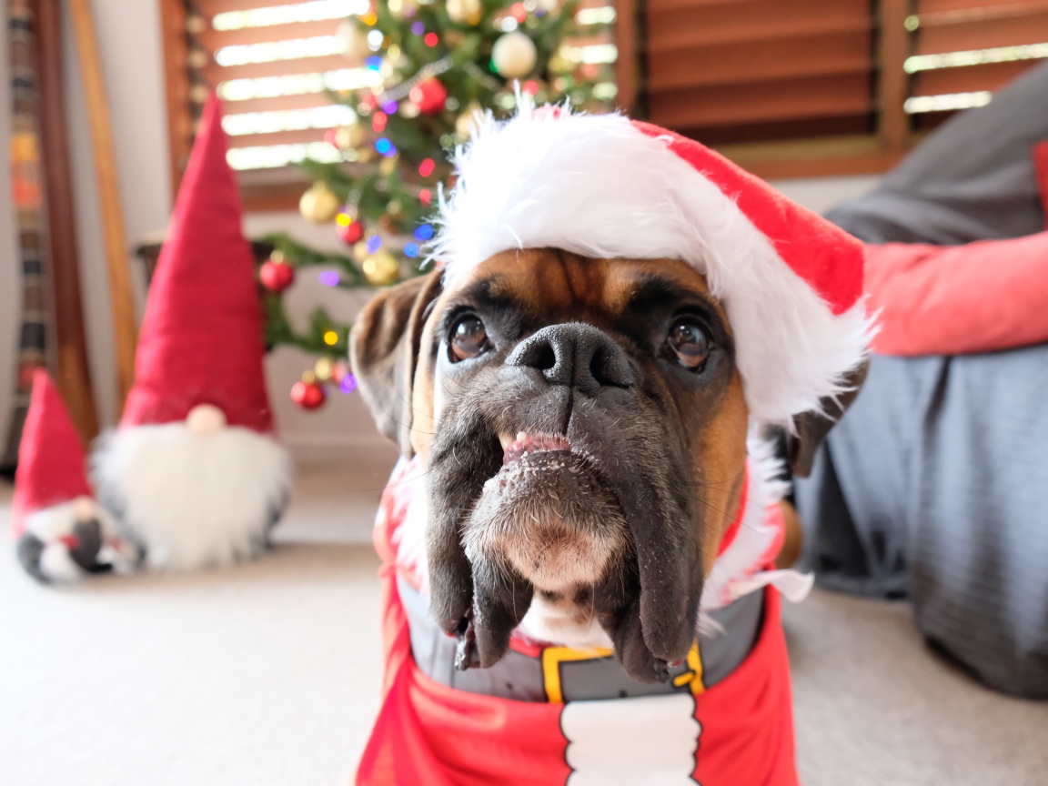 Бульдог в новогоднем костюме в  комнате 