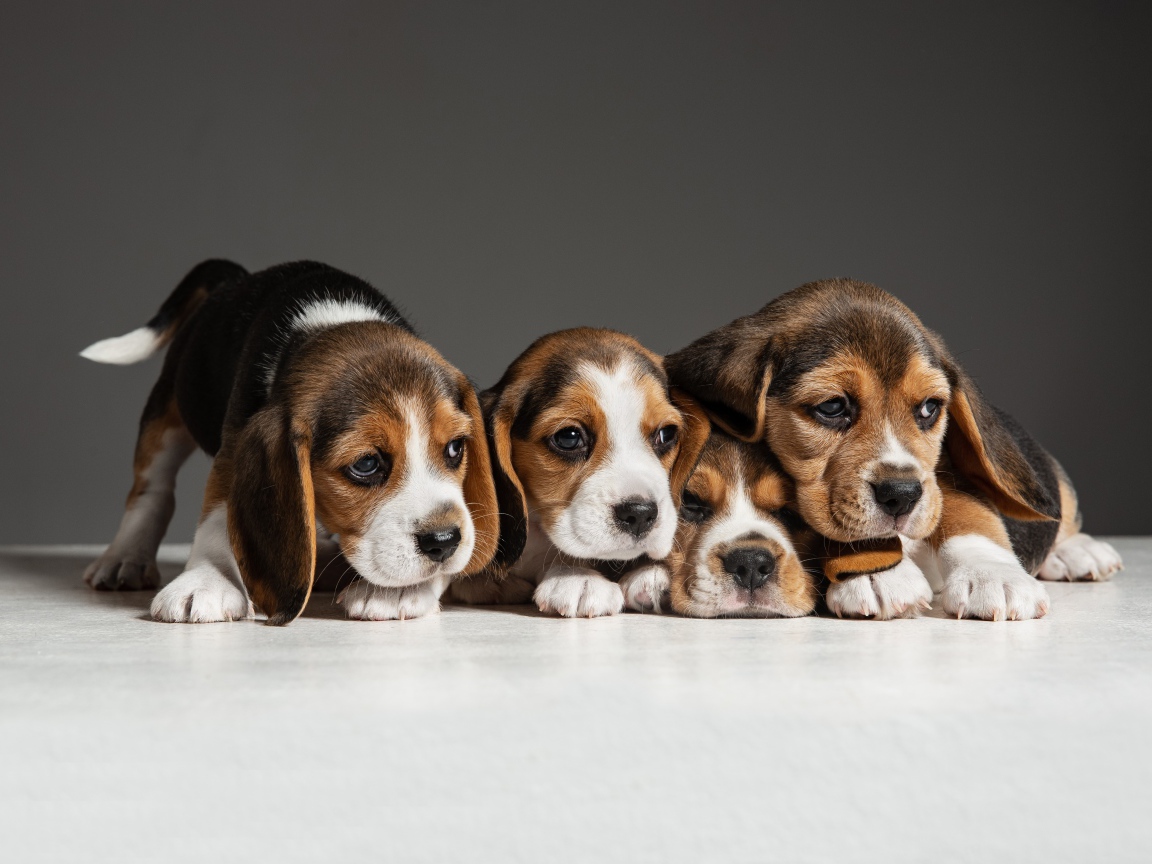 Четыре щенка бигля на сером фоне 