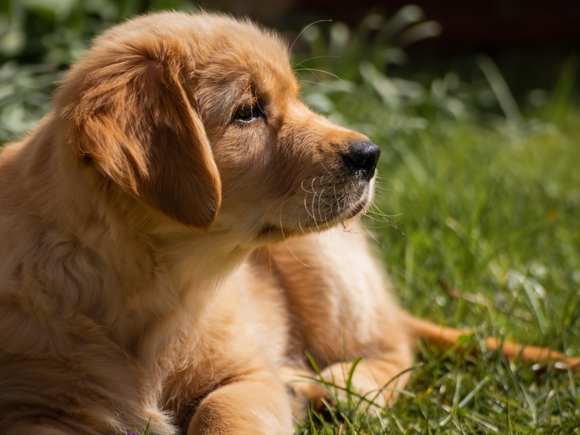 Щенок золотистого ретривера лежит на траве 