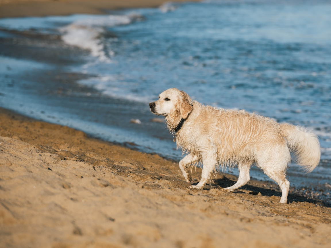 Золотистый ретривер идет по песку у воды