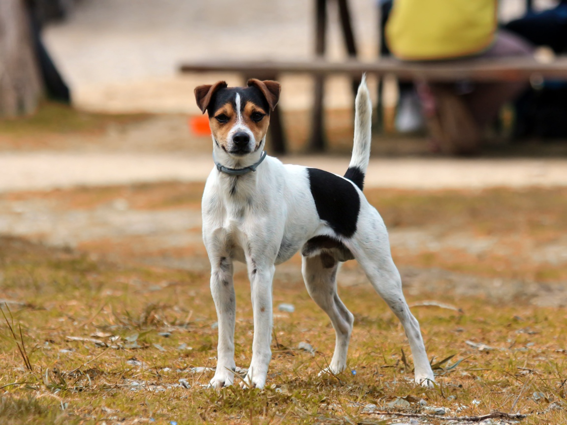 Джек рассел терьер стоит на траве