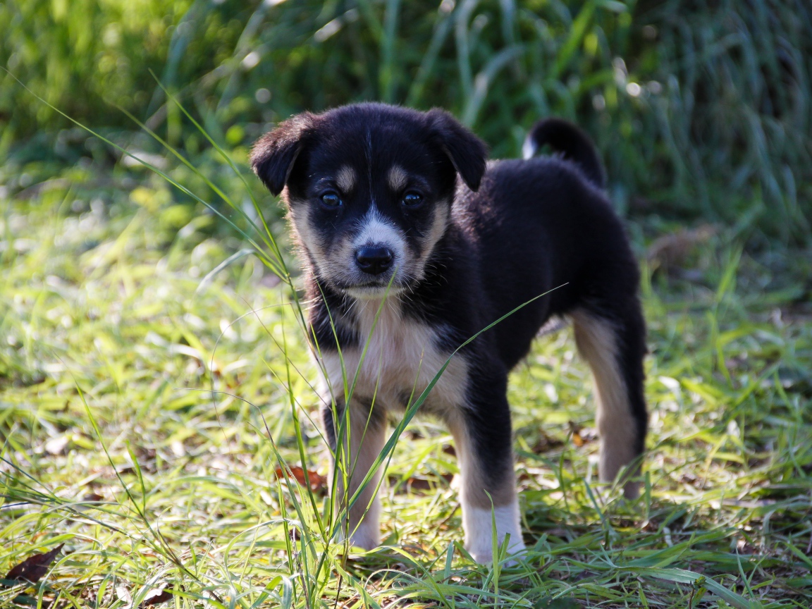Маленький щенок стоит на зеленой траве