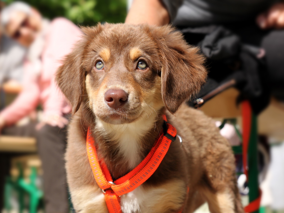 Маленький щенок ретривера на поводке 