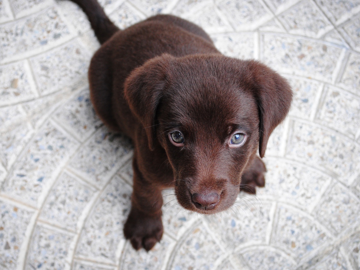 Маленький грустный коричневый щенок лабрадора