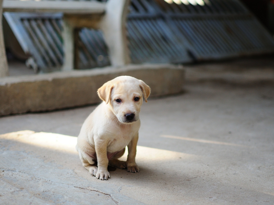 Маленький грустный щенок золотистого  ретривера сидит на земле