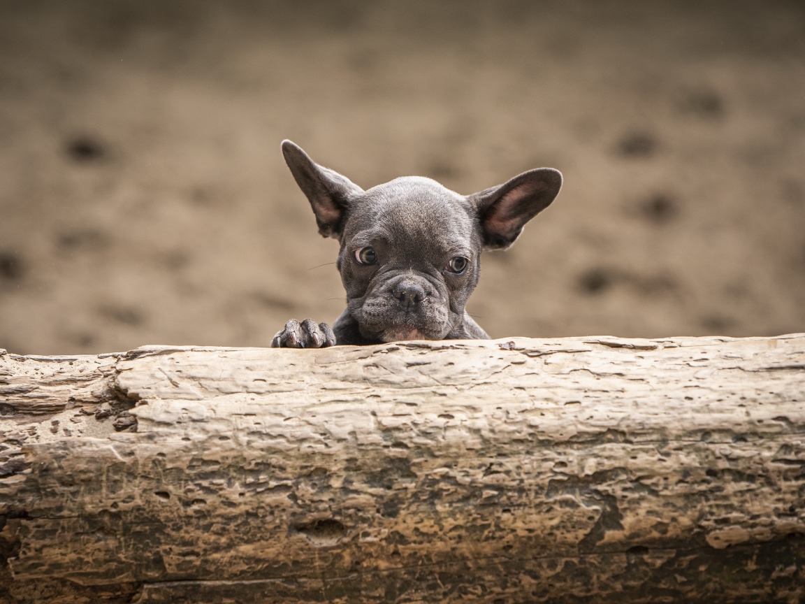 Маленький испуганный щенок французского бульдога