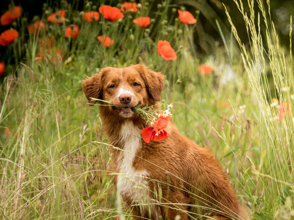 Новошотландский ретривер с красными маками 