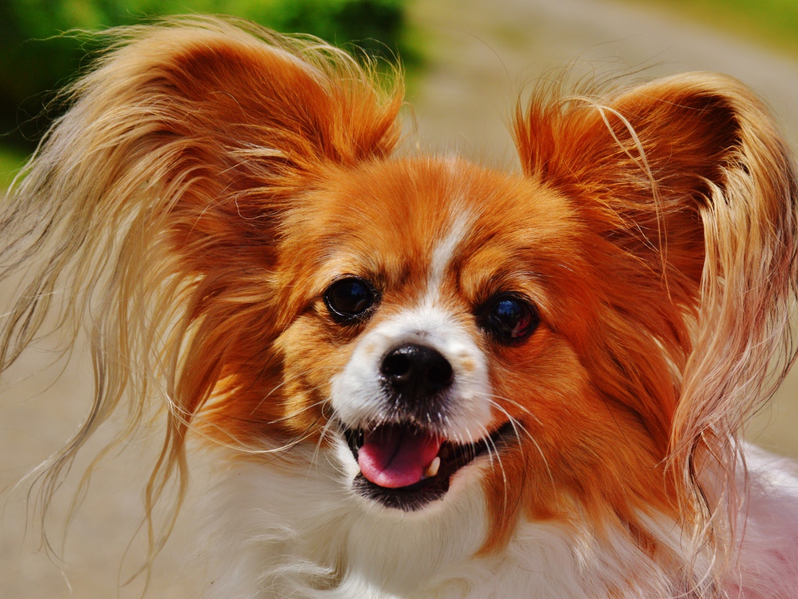 Собака папильон в пушистыми ушами