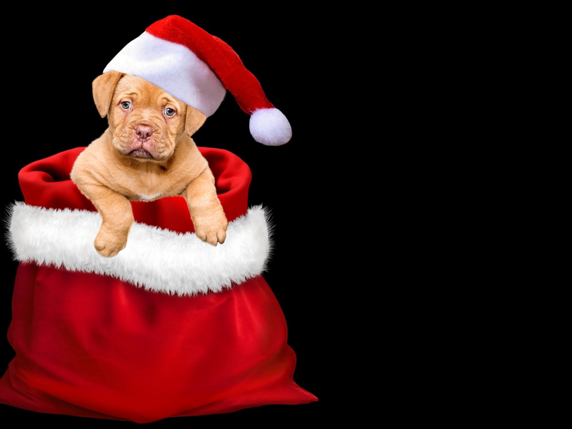 Щенок сидит в мешке на черном фоне 