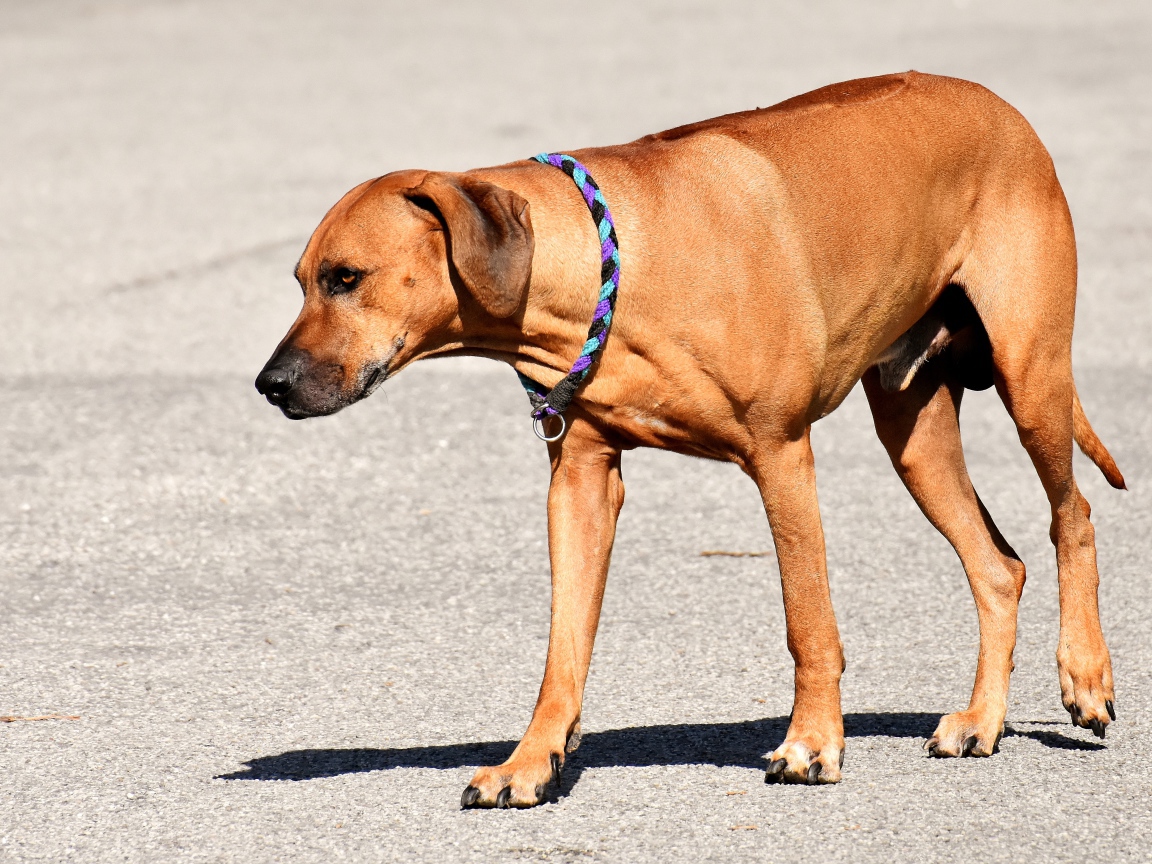 Родезийский риджбек с ошейником