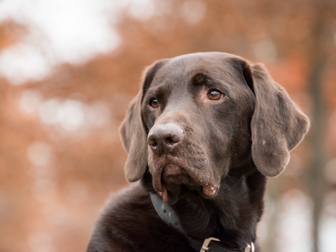 Грустная морда коричневого лабрадора 